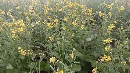 Rabi is waiting for Maavath