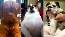 5 Mins Unexpected Time Warp Scan Pets Challenge | HaHa Animals