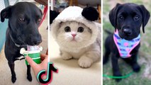 Funny PETS Compilation  Most Viral ANIMALS on the internet | HaHa Animals