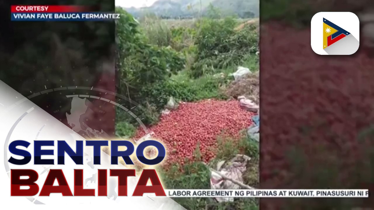 Presyo ng kamatis sa Nueva Ecija, bumagsak sa P4-P12 dahil sa sobrang dami ng supply