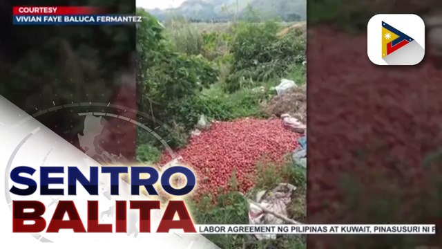 Presyo ng kamatis sa Nueva Ecija, bumagsak sa P4-P12 dahil sa sobrang dami ng supply
