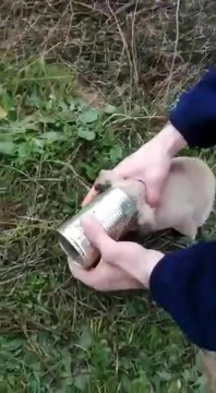 Kafasını konserve kutusuna sıkıştıran yavru köpek böyle kurtarıldı
