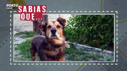 Veterinários Todo o Terreno, Episódio 13 - Sabias que