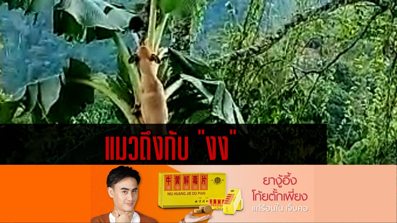 จับตาดูให้ดี 'แมว' หนีขึ้นที่สูงก็เกือบจะไม่รอด