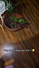 Greedy Pup Can't Keep Paws Off Leftovers