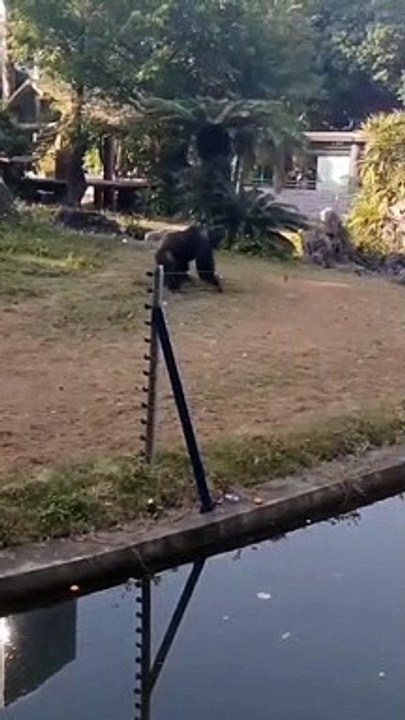 Des touristes se demandent pourquoi un chimpanzé gesticule et vont découvrir pourquoi