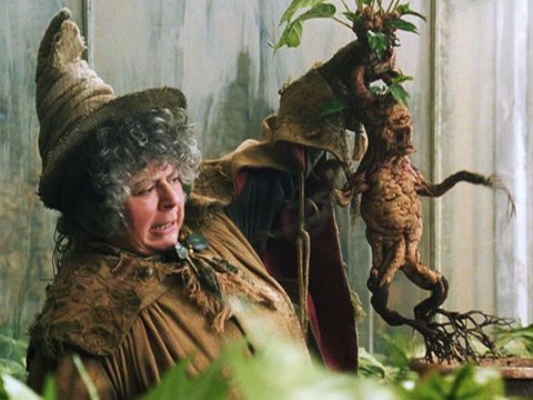 Les plantes stressées émettent des «cris» ultrasoniques