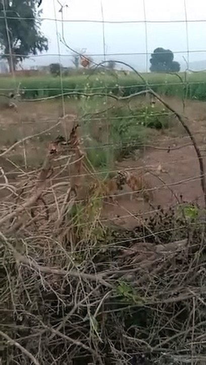 बाघिन टी-114 के शावक ने तोड़ा दम