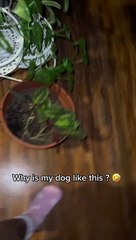 Greedy Pup Can't Keep Paws Off Leftovers