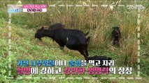 【 흑염소 진액 】 당뇨 예방에 도움을 주는 특별한 비책 TV CHOSUN 230131 방송