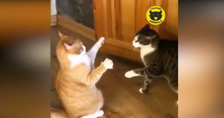 Talking Animals #6 | Funny Animal Videos