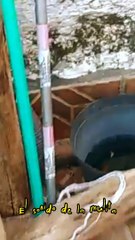 El sonido de la mulita (algunos me dijeron que es Tatú). Tacuarembó, Uruguay