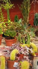 Vivero las orquídeas. Tacuarembó, Uruguay (2023)