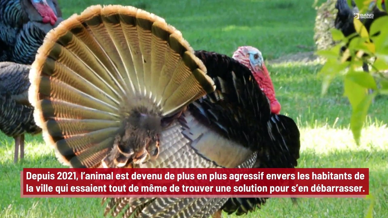 Un dindon fait régner la terreur dans une ville du Minnesota !