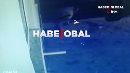 Aç kalan kurtlar mahalledeki ineği öldürdü! Korkunç anlar kamerada