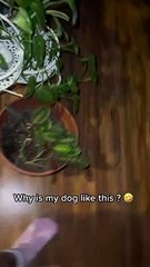 Greedy Pup Can't Keep Paws Off Leftovers