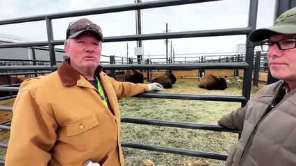 These Bison Are Worth Knowing More About! The jury is in!