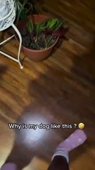 Greedy Pup Can't Keep Paws Off Leftovers