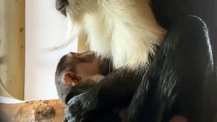 Yorkshire Wildlife Park -  the birth of an endangered Roloway monkey