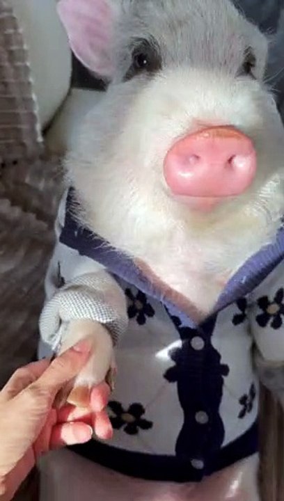 Roxy The Pig