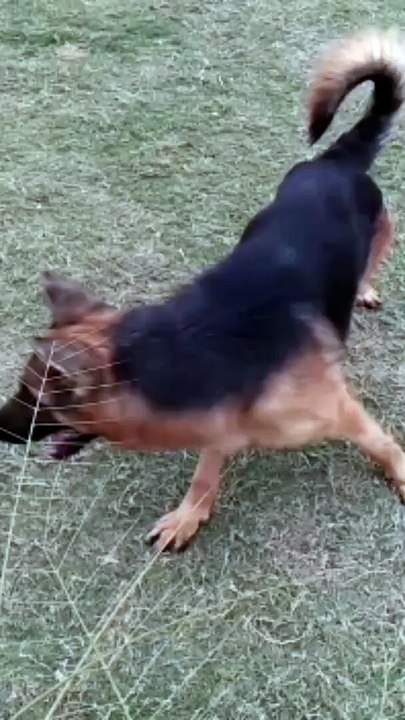 My fav pet Lobbo & Lillie having fun!meeting video soon#LobboLillie #dogs #dog #petlover #doglover