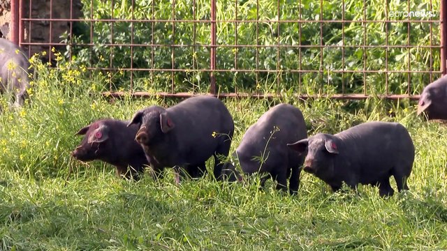 Производство знаменитого иберийского хамона оказалось под угрозой