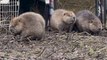 Family of beavers successfully moved to Loch Lomond in milestone for species’ return in Scotland