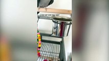 Listen to this cockatiel sing classic tunes including disco favourite 'September' by Earth Wind & Fire