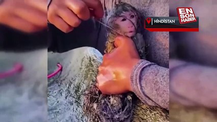 Ağlara dolanan maymunu ölümden kurtardı