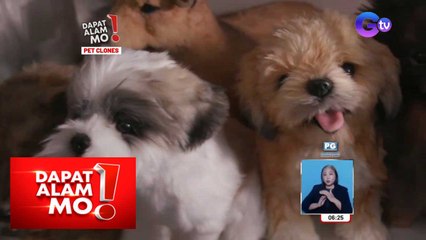 Mga pumanaw na pet, puwede nang gawan ng clone sa Pampanga! | Dapat Alam Mo!