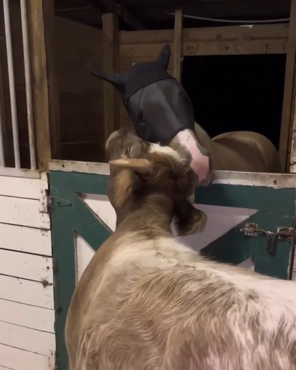 Winston the cow loves kisses