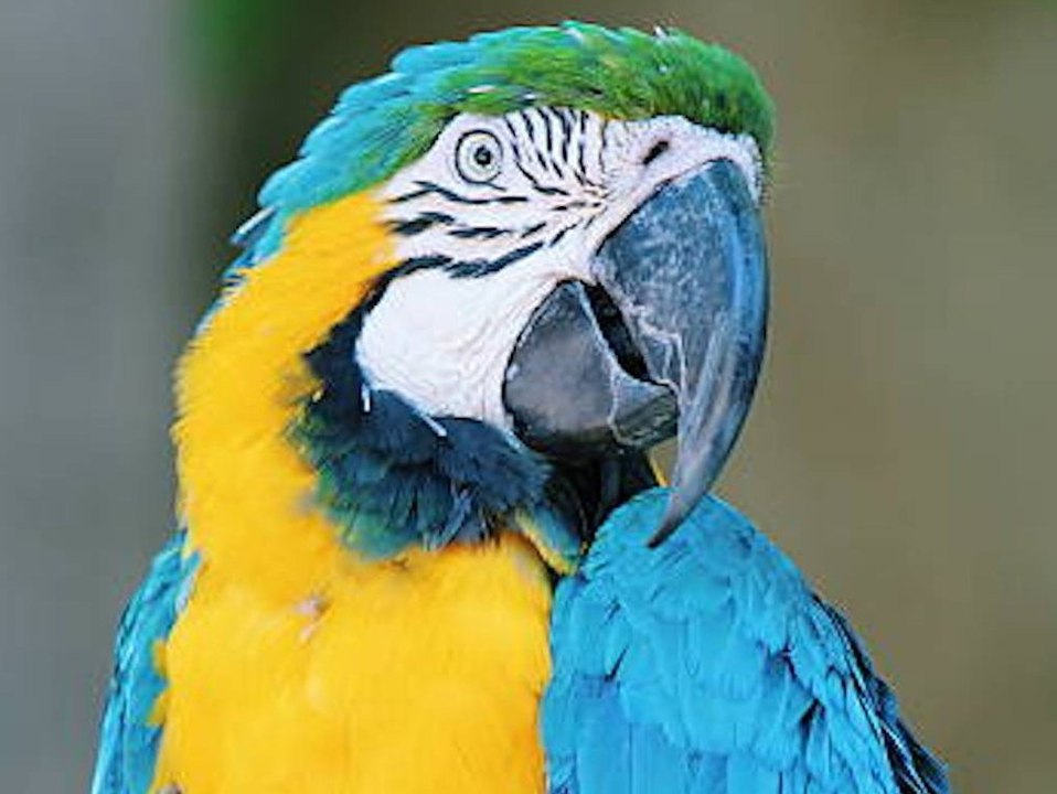 Bedrohte Art: Der Ara ist "Zootier des Jahres 2023"