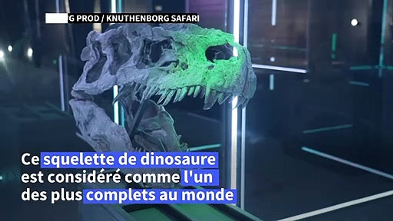 Danemark: une exposition de squelettes rares de dinosaures va ouvrir au printemps