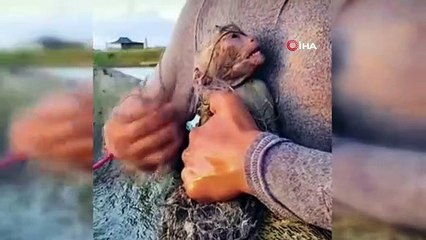 Ağlara dolanan maymunu ölümden kurtardı