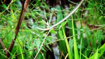 Fascination Amazon 3D | movie | 2012 | Official Trailer