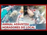 Boi invade e destrói mercearia em cidade de Minas Gerais