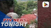 DA receives report on alleged oversupply of tomatoes; farm gate price of tomatoes drop to P3-P15/KG