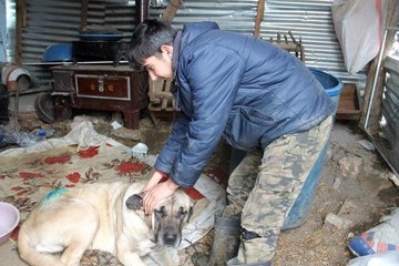 Yaralanan köpek iki aileyi mahkemelik etti