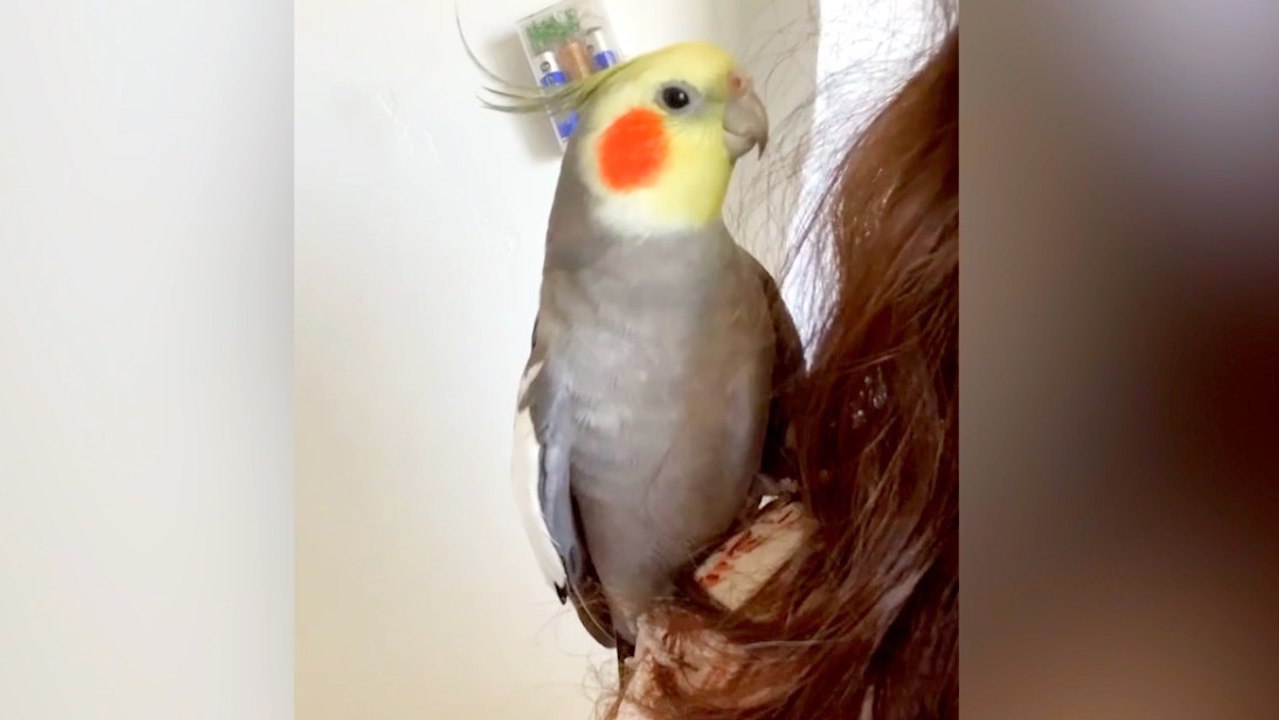 Unbelievable! Bird Sings Everything From ‘The Star Spangled Banner’ to ‘Earth Wind and Fire’