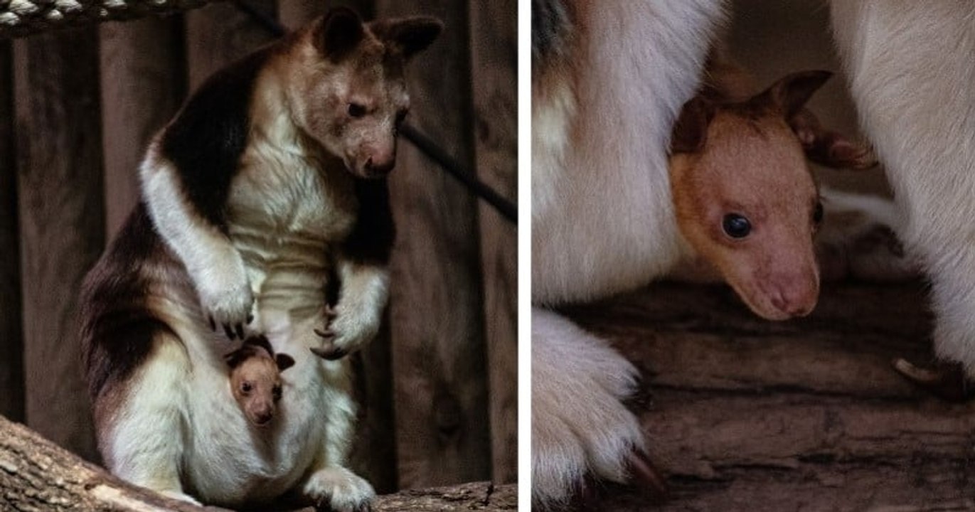 Un petit kangourou arboricole est né au Jardin des Plantes de Paris, une bonne nouvelle pour l'espèce menacée d'extinction