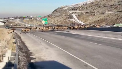 Dozens of elk bring traffic to standstill crossing highway in Utah