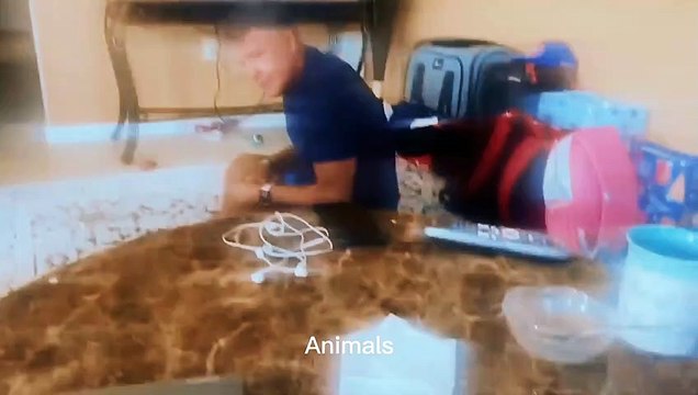 Best Funniest animals & Super cool animals | Funny dog and cat videos | funny and cute dogs & cats