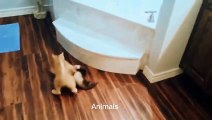 Best Funniest animals & Super cool animals | Funny dog and  cat videos | funny and cute dogs  & cats