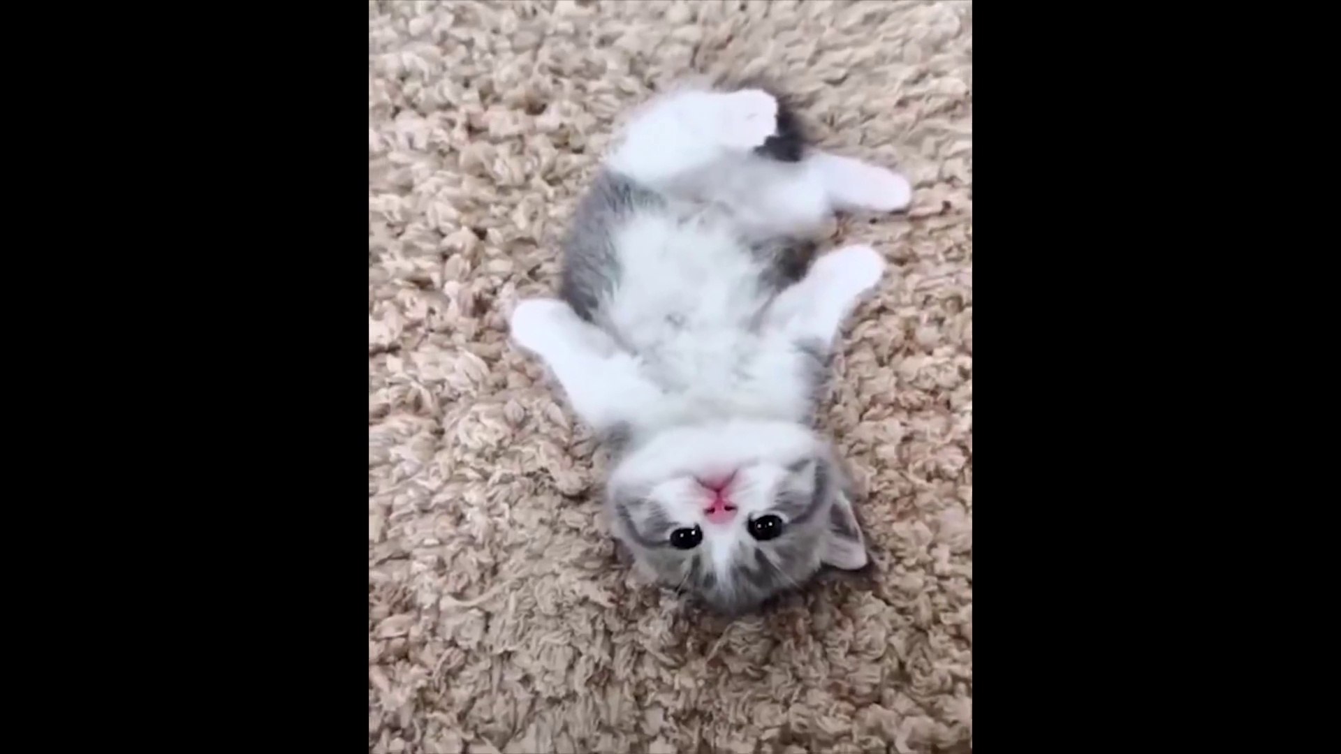 ⁣Funny Animals & Pets Compilation | Ultra FUNNY PETS & ANIMALS