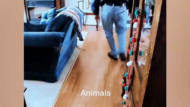 Best Funniest animals & Super cool animals | Funny dog and cat videos | funny and cute dogs & cats