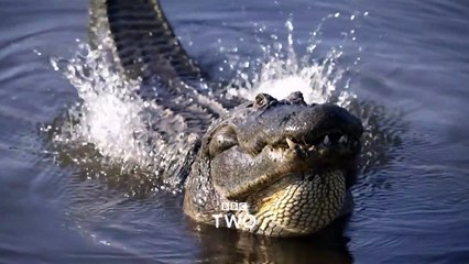 Super Senses: The Secret Power of Animals | show | 2014 | Official Trailer