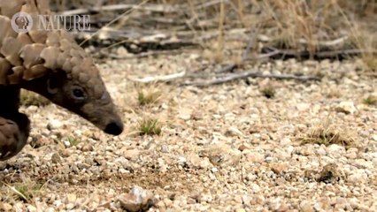 Pangolins: The World's Most Wanted Animal | movie | 2018 | Official Trailer