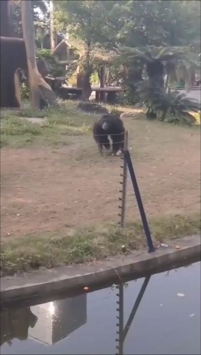 Cette touriste va détester les singes pour le reste de sa vie