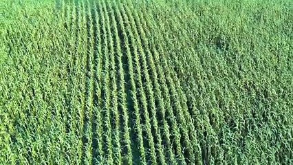 Sharks of the Corn | movie | 2021 | Official Trailer