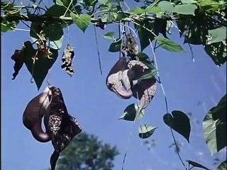 Blondes in the Jungle | movie | 2009 | Official Trailer